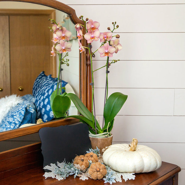 How long do orchids live How To Discuss